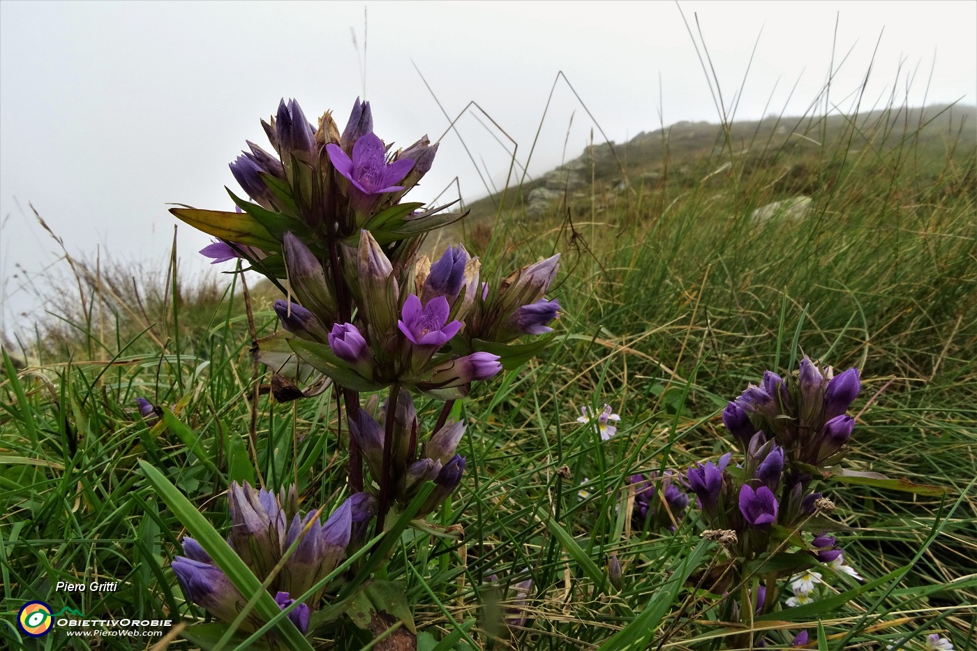 11 Gentiana anisodontaramosa.JPG